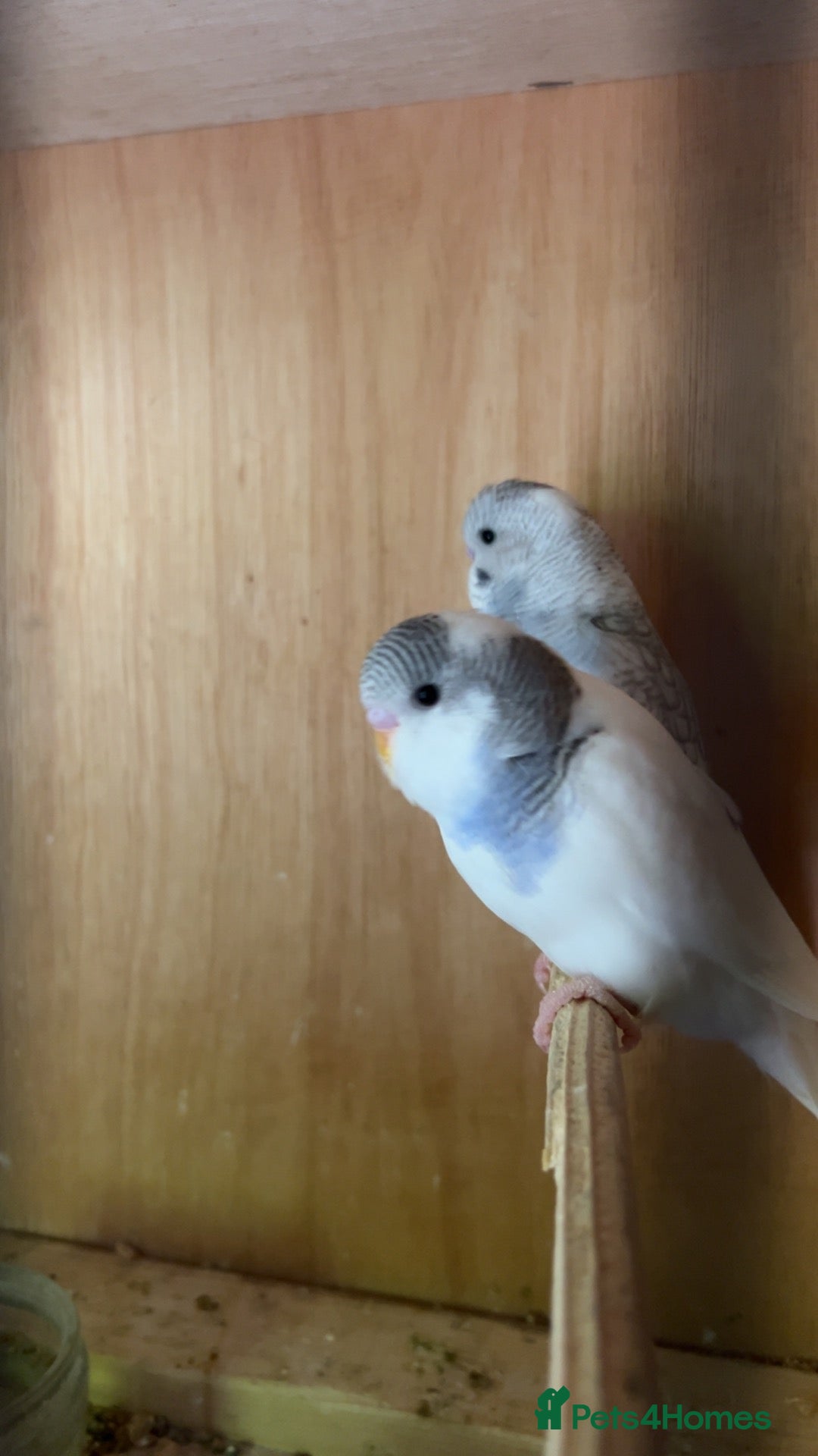 Budgerigars birds for sale: Beautiful baby budgies - Advert 7