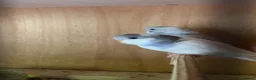 Budgerigars birds for sale: Beautiful baby budgies - Advert 1