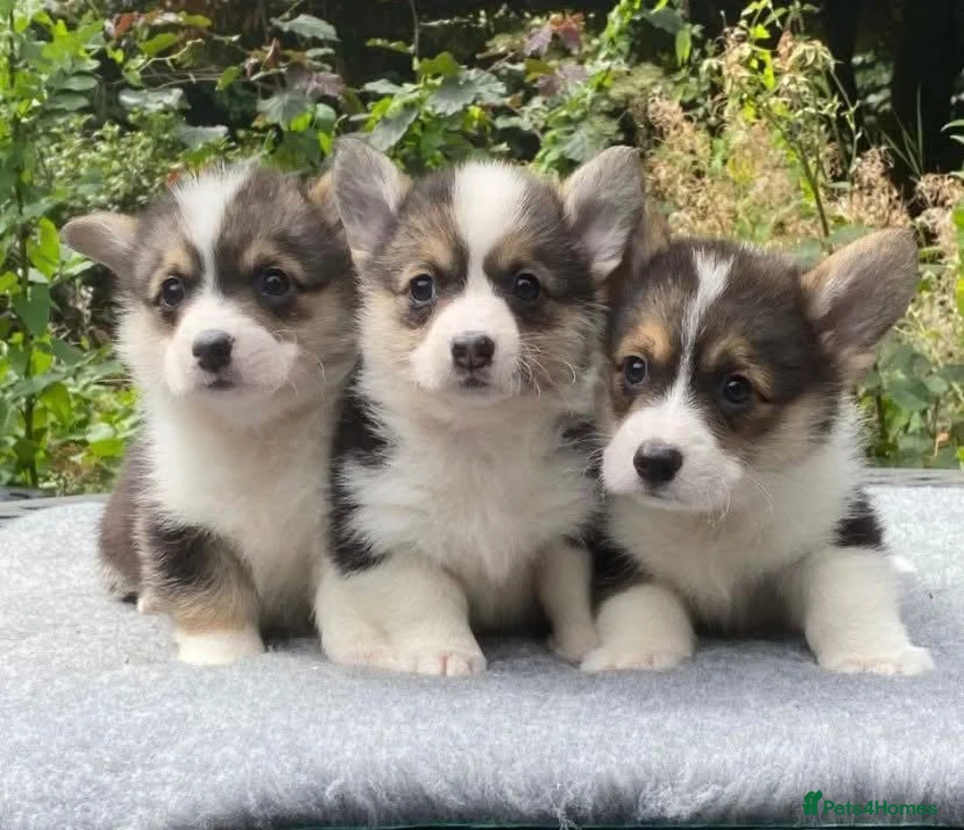 Welsh Corgi Pembroke dogs for sale: Stunning Pembroke corgi pups  - Advert 4