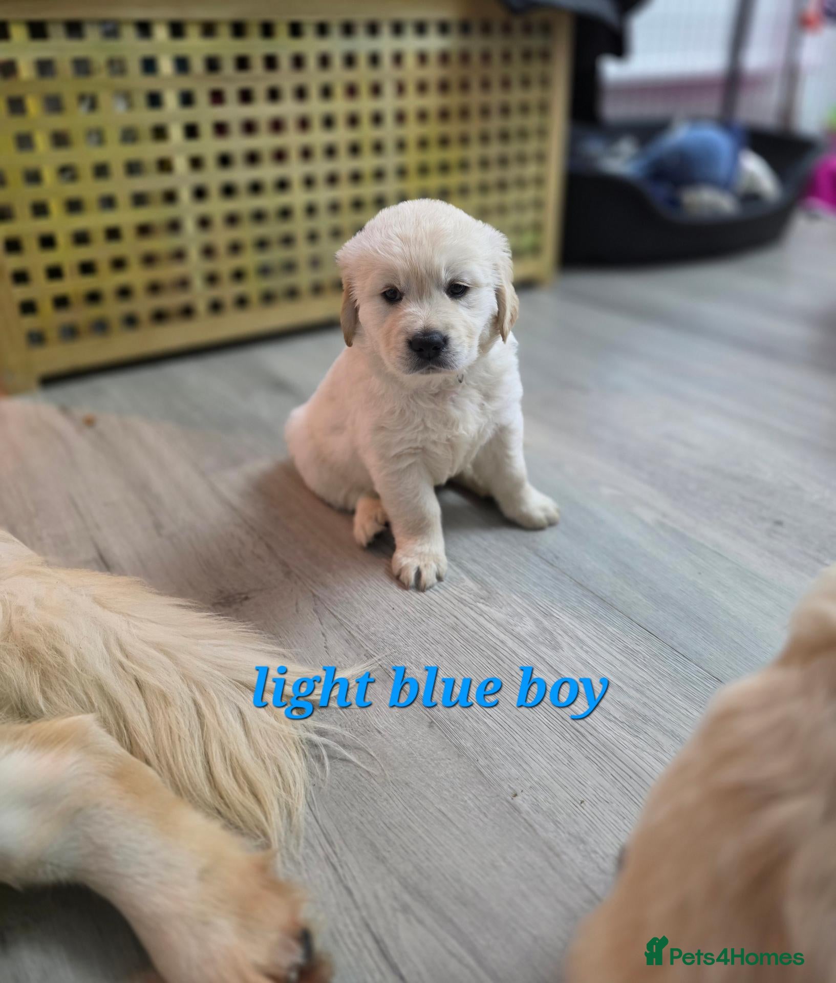 Golden Retriever dogs Lovely Golden retriever puppy  - Advert 2