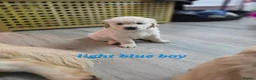 Golden Retriever dogs for sale: Lovely Golden retriever puppy  - Advert 3