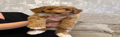 Cockapoo Puppy 2