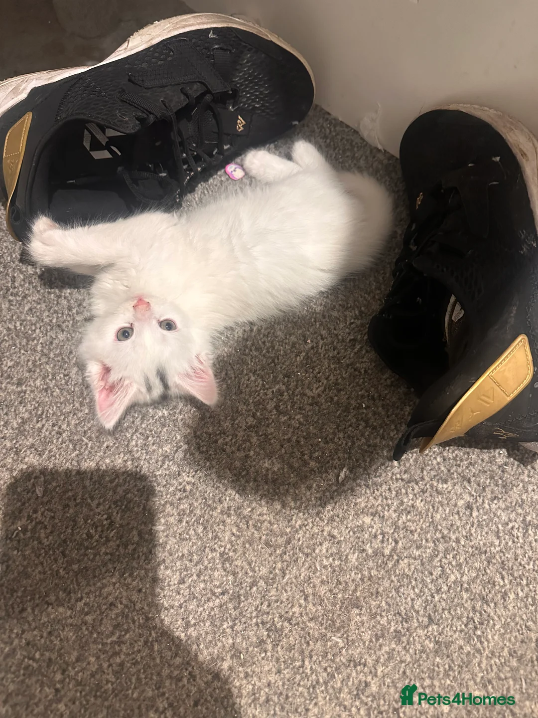 Mixed Breed cats for sale: Toe eaters!  - Advert 3