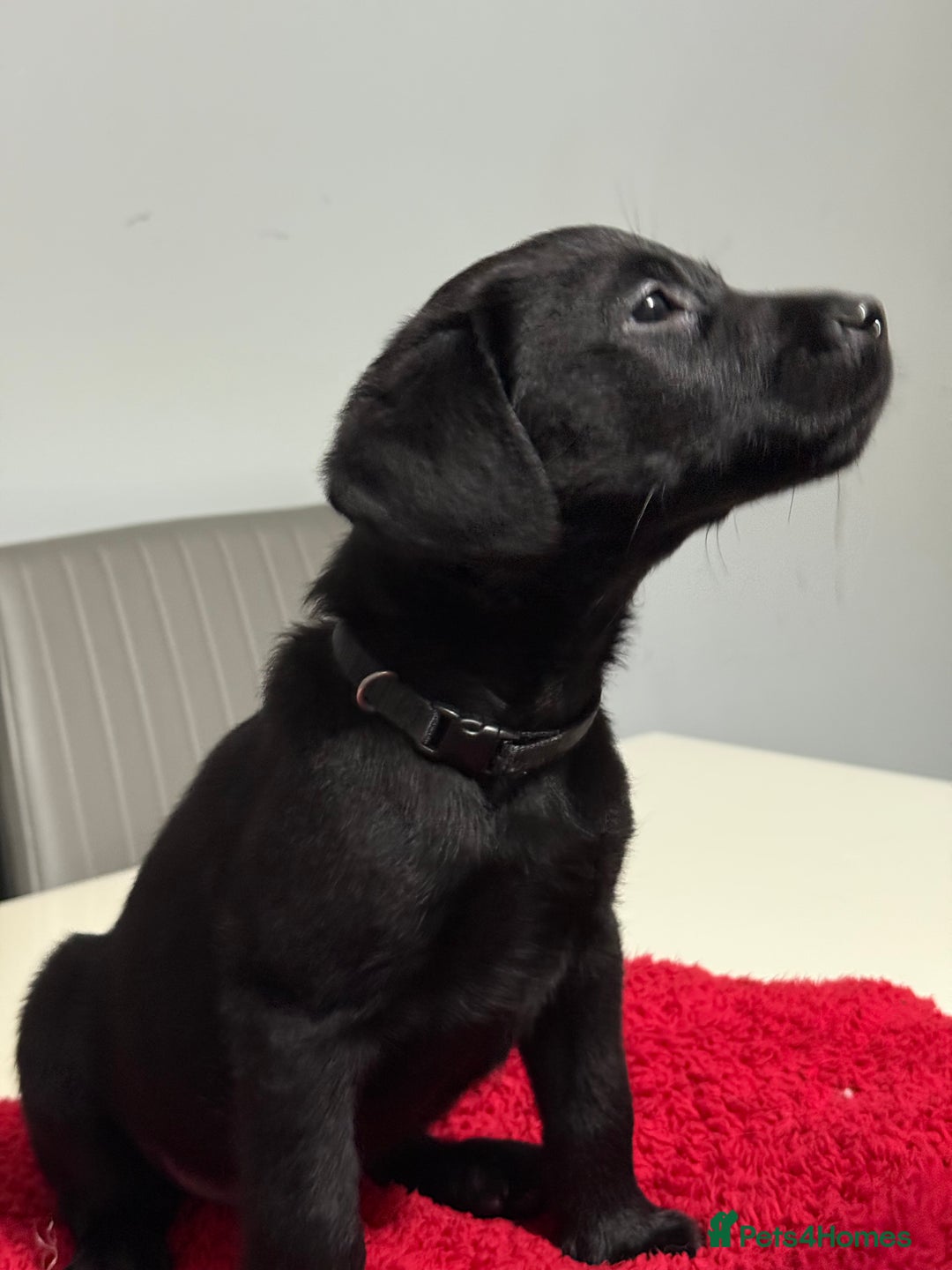 Labrador Retriever dogs for sale: LAST 3 LABRADOR PUPPIES AVAILABLE — READY NOW! - Advert 9