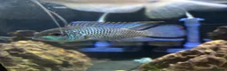 Cichlids fish for sale: Blue acara  in Felixstowe - Advert 1