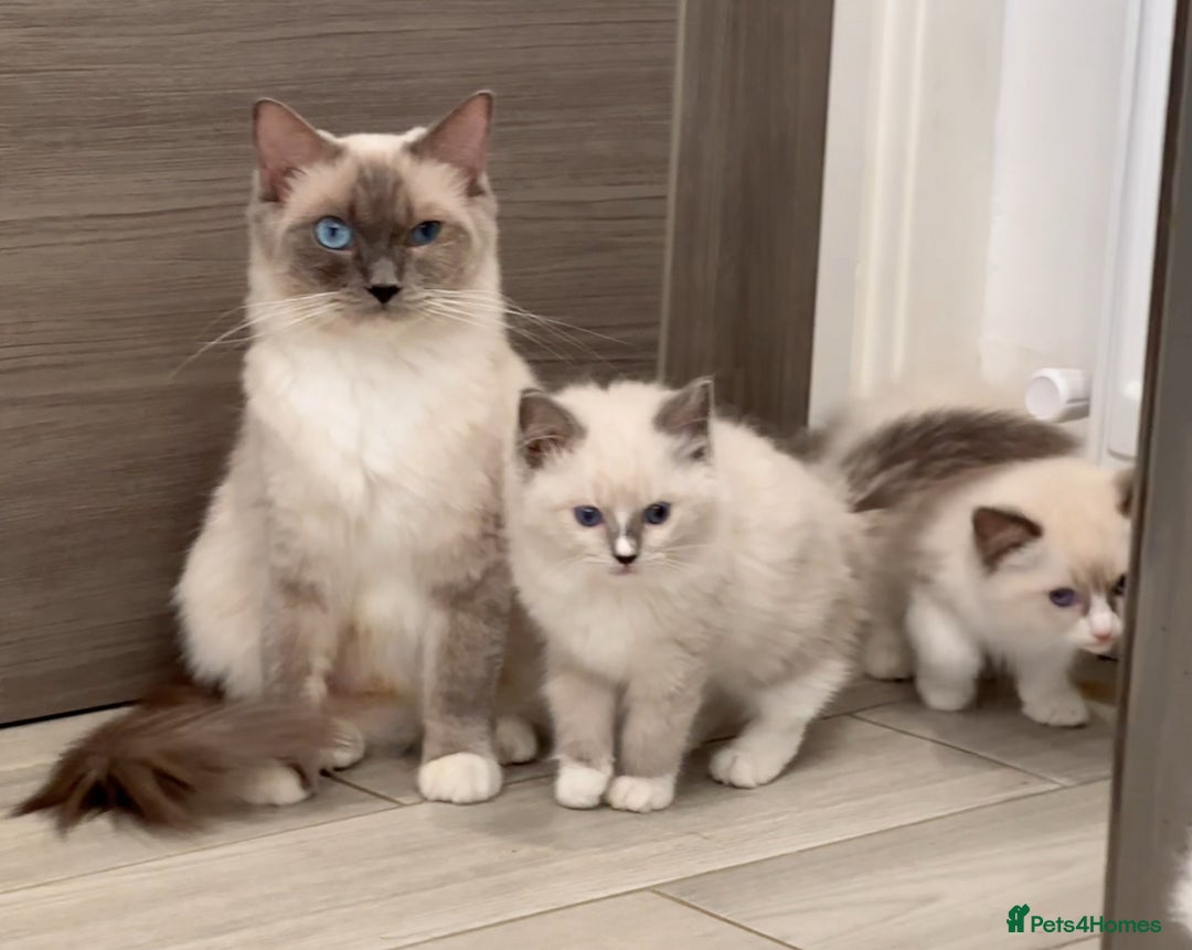 Ragdoll cats for sale: Beautiful Ragdoll kittens - Image 8