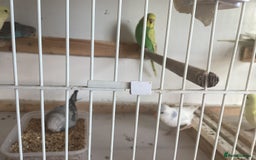 Budgerigars birds for sale: New baby budgies  - Advert 6