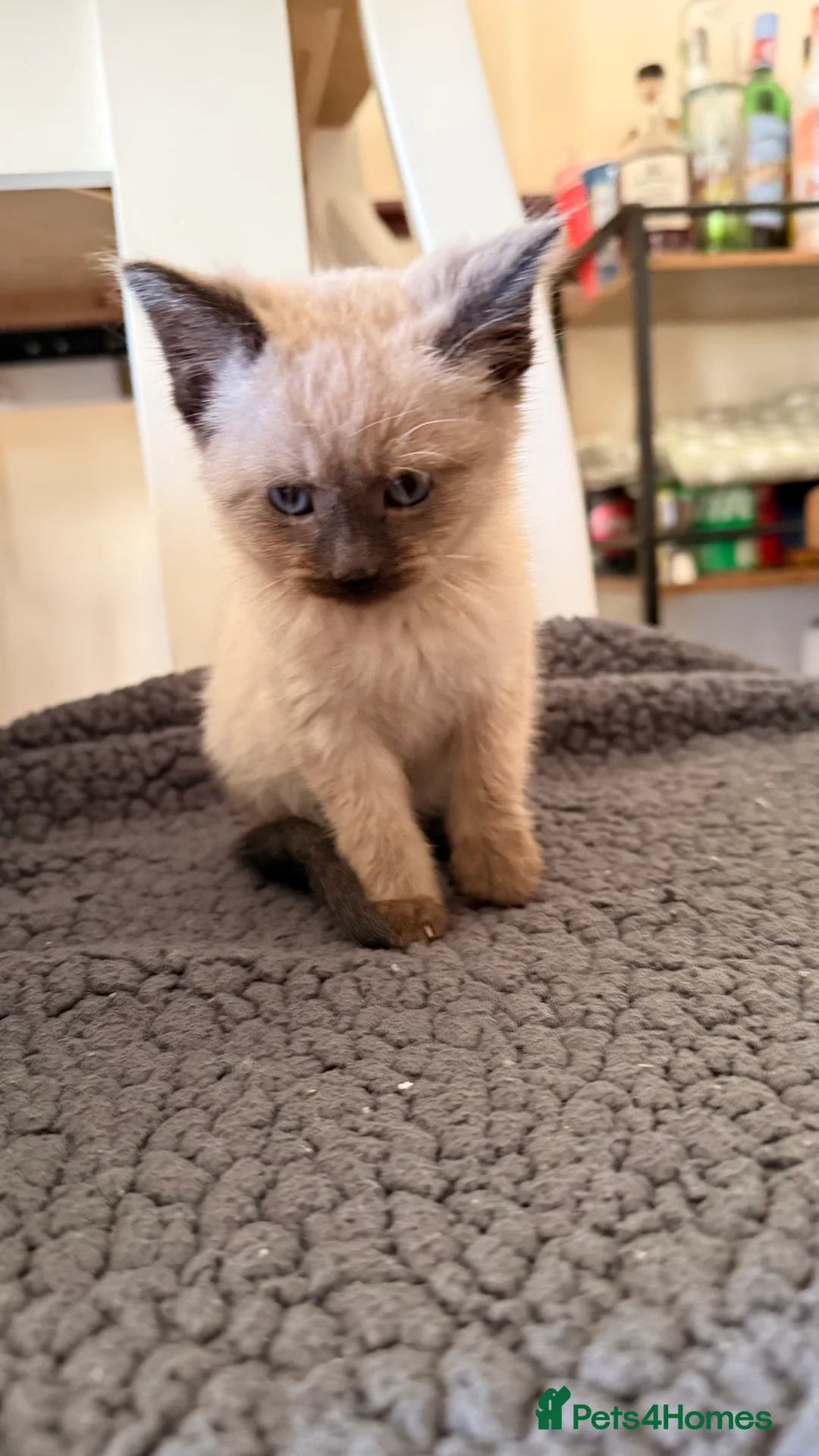 Ragdoll cats for sale: Lovely Male Ragdoll Kitten  - Advert 5