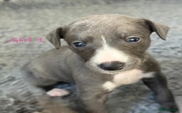 Whippet dogs for sale: KC Registered Whippet Puppies - Image 10