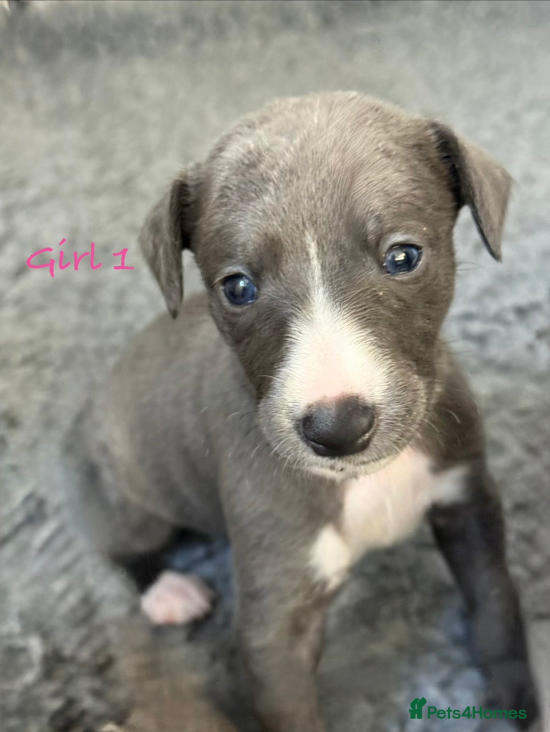Whippet dogs for sale: KC Registered Whippet Puppies - Image 10
