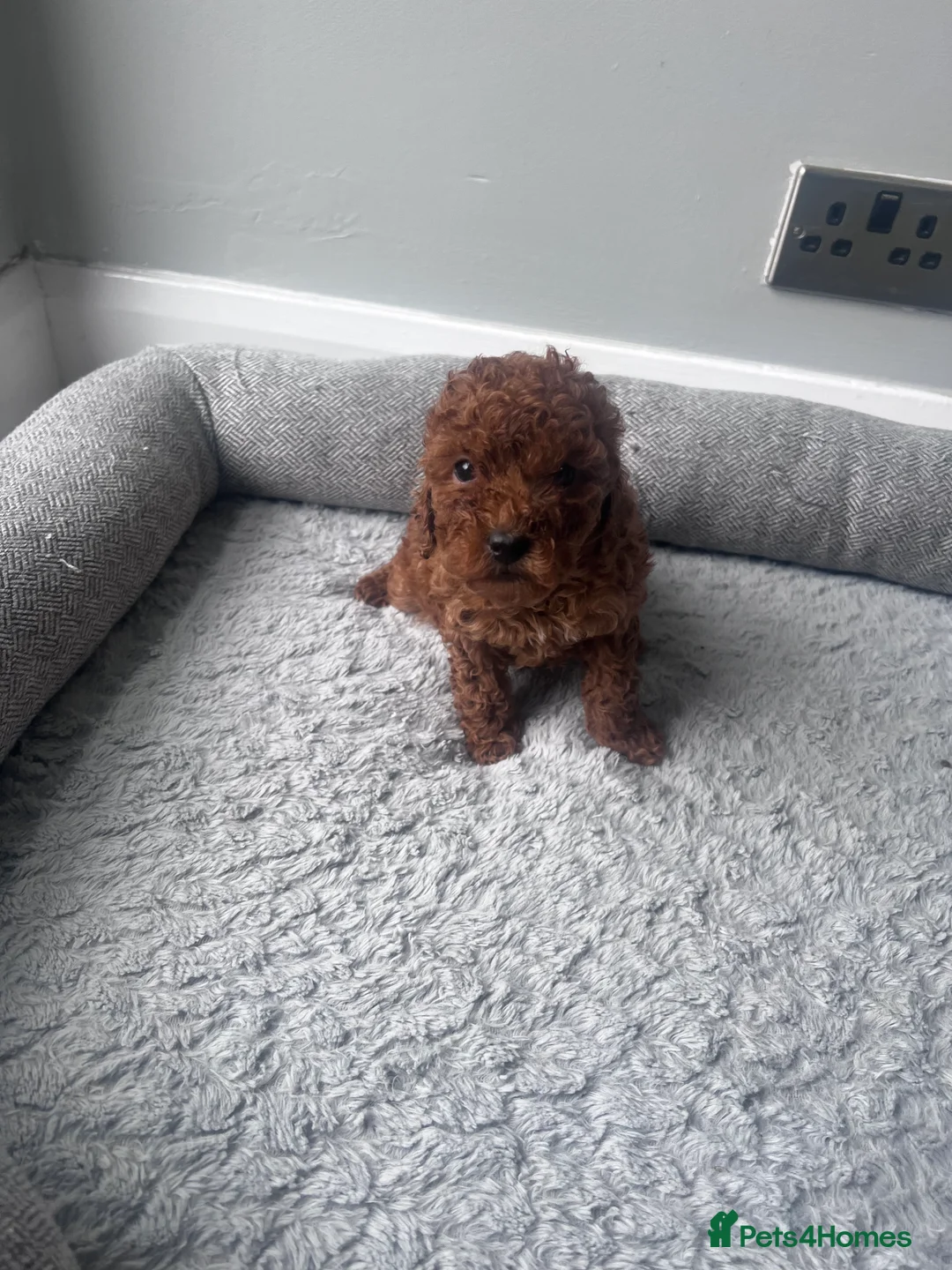 Toy Poodle dogs for sale: beautiful royal kennel club toy poodles  - Advert 2
