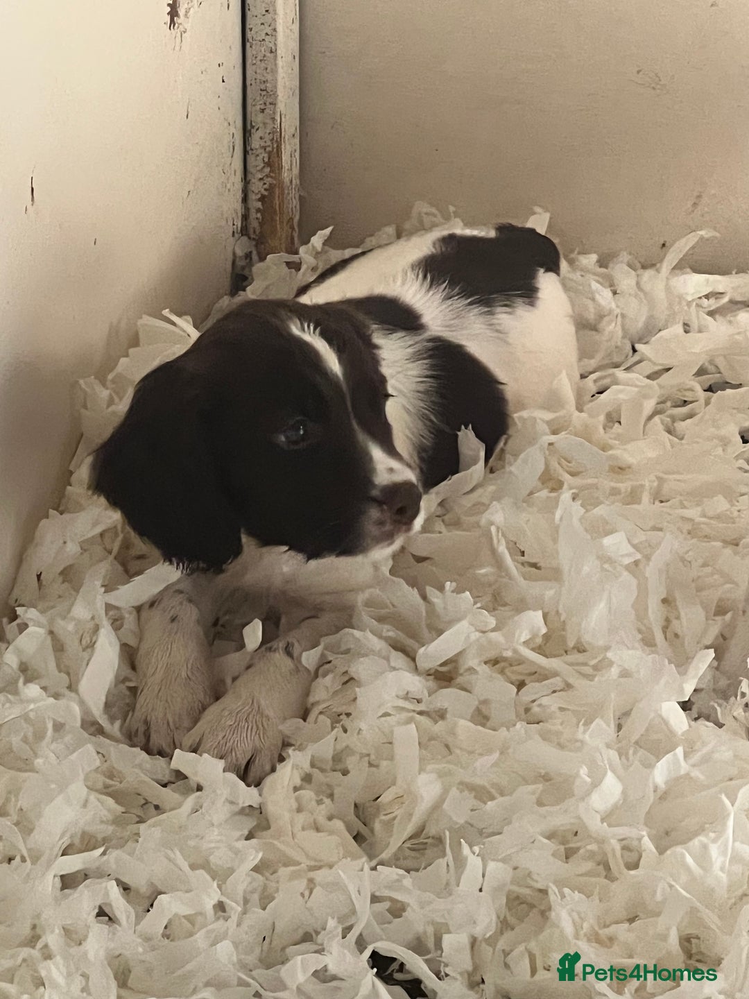 Sprocker dogs for sale: Sprocker Puppies  - Image 2