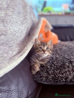 British Shorthair cats - Advert 5