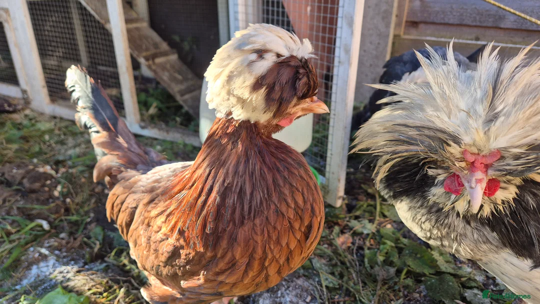 Chickens poultry for sale: Male and female Polish chickens - Advert 2