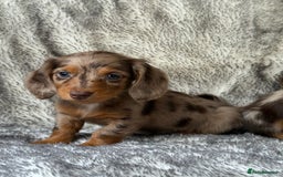 Miniature Dachshund dogs for sale: ⭐️ long haired minature dachshunds ⭐️ - Image 1