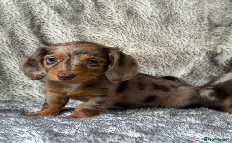 Miniature Dachshund dogs - Advert 1
