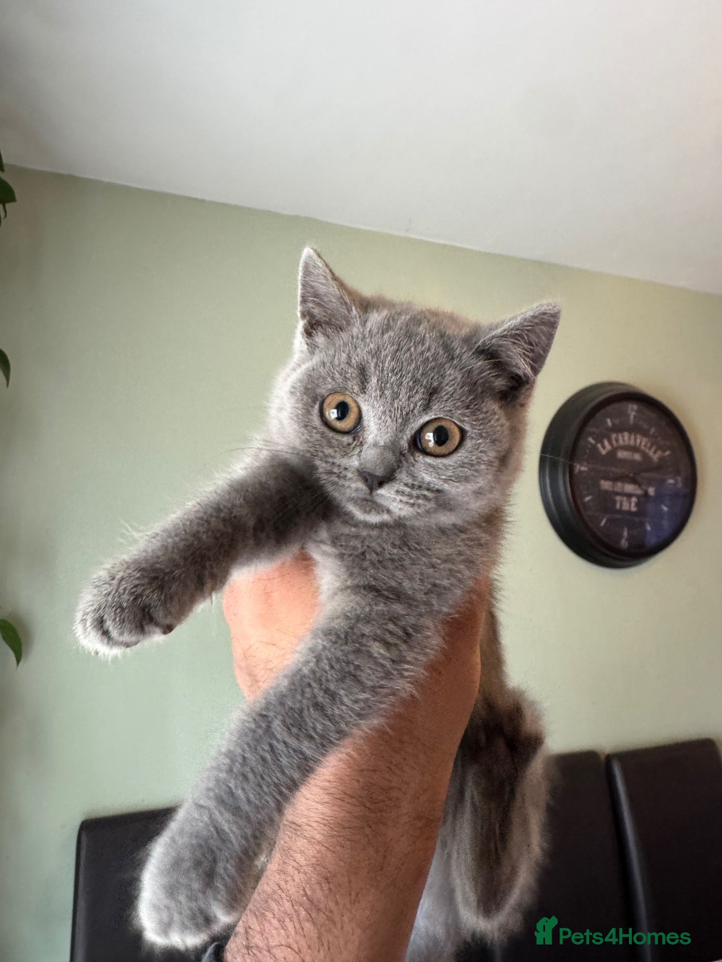 British Shorthair cats British short hair kittens - Advert 1