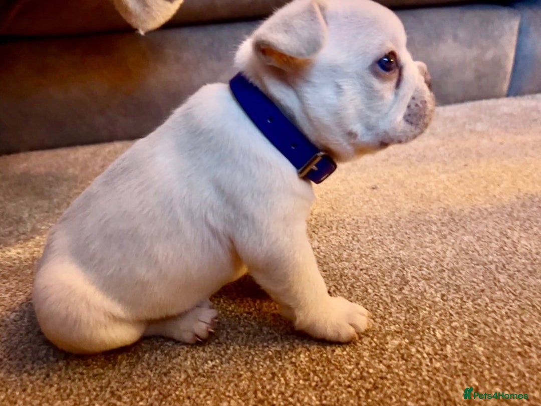French Bulldog dogs for sale: French fries due to leave 3rd January  - Advert 11