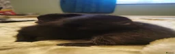 Mixed Breed cats for sale: Black adorable kittens in Brough - Advert 5
