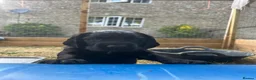 Cocker Spaniel dogs for sale: Female KC Cocker Spaniel (Ready to leave) - Advert 8