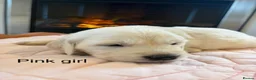 Golden Retriever dogs for sale:     Stunning KC Registered Golden Retriever Pups - Advert 29