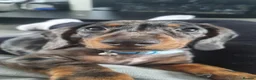 Miniature Dachshund dogs for sale: 7 month miniature dachshund for rehome in Irvine - Advert 4