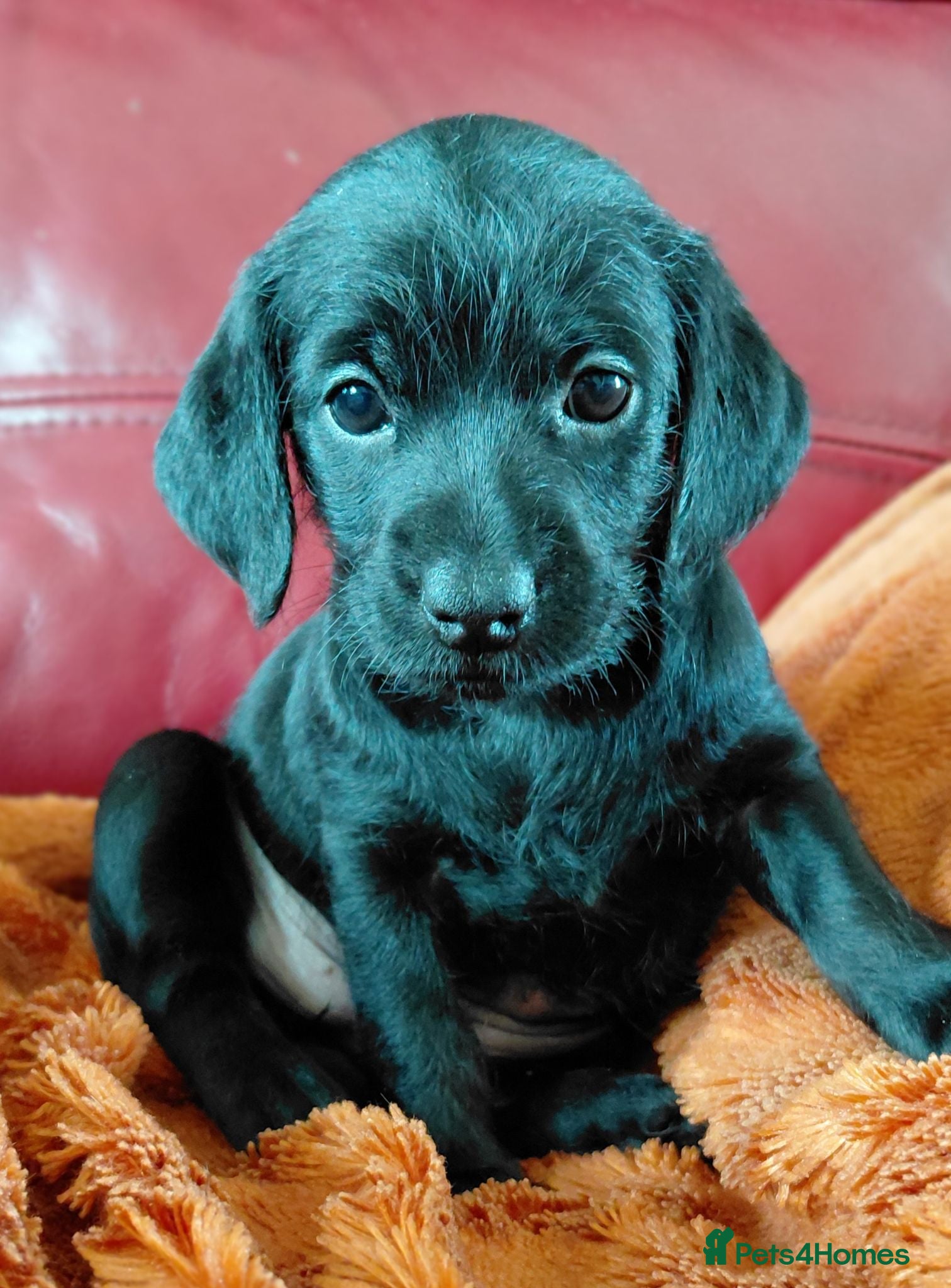 Doxiepoo dogs Doxiepoo f1 - Advert 2