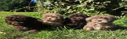 Shihpoo dogs for sale: Ready now toy shihpoos vaccinated. - Advert 4
