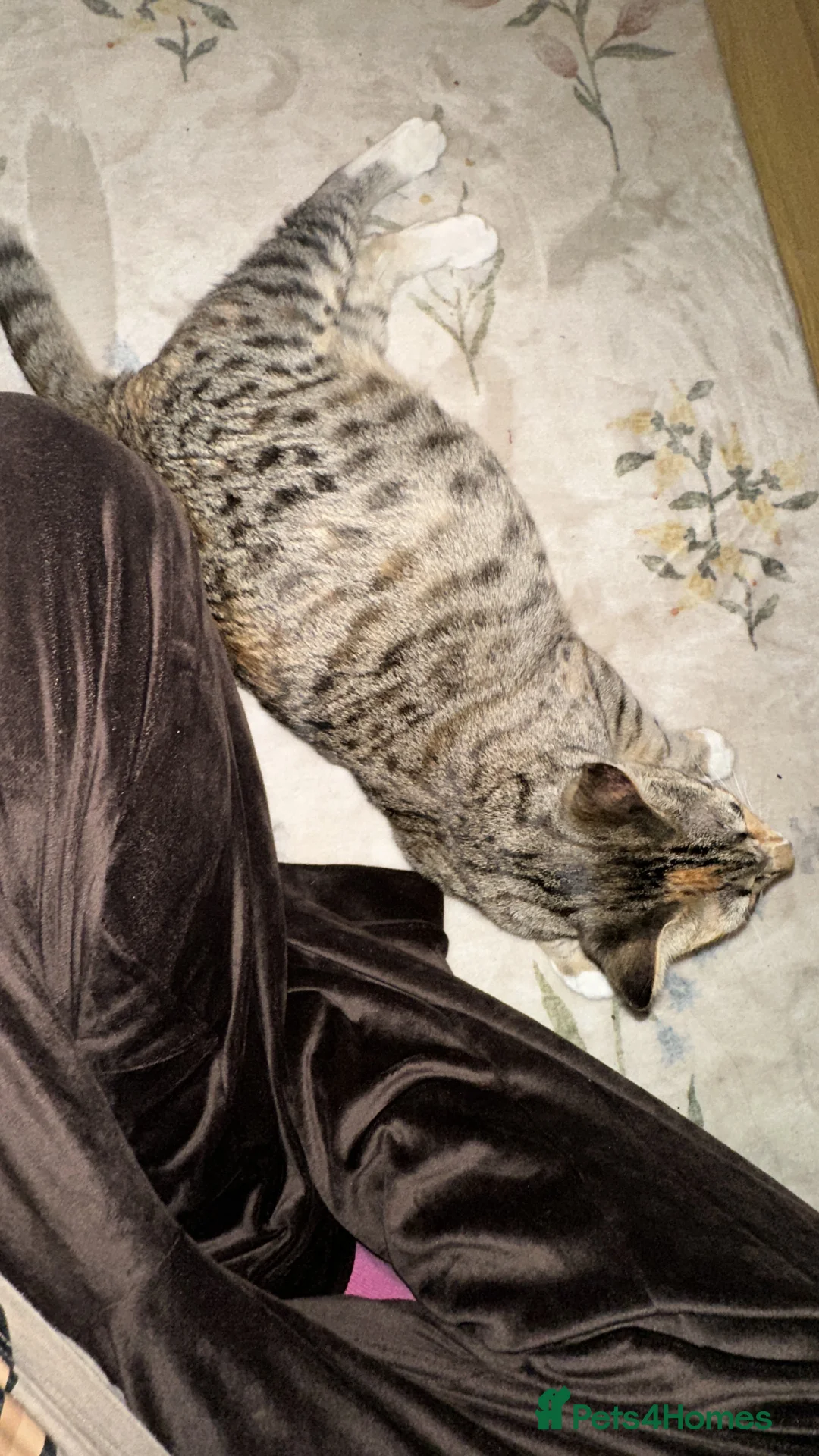 Mixed Breed cats for sale: Mixed breed (Bengal/Mainecoon/tabby) - Advert 2