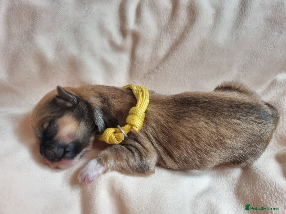 Lhasa Apso dogs for sale: Pure bred Lhasa Apso puppies  - Image 5