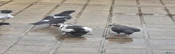 Pigeons birds for sale: Afghani pigeons for sale  - Advert 8