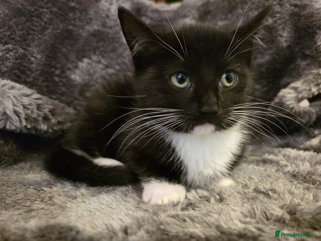 Ragdoll cats for sale: Rehomed  - Advert 5