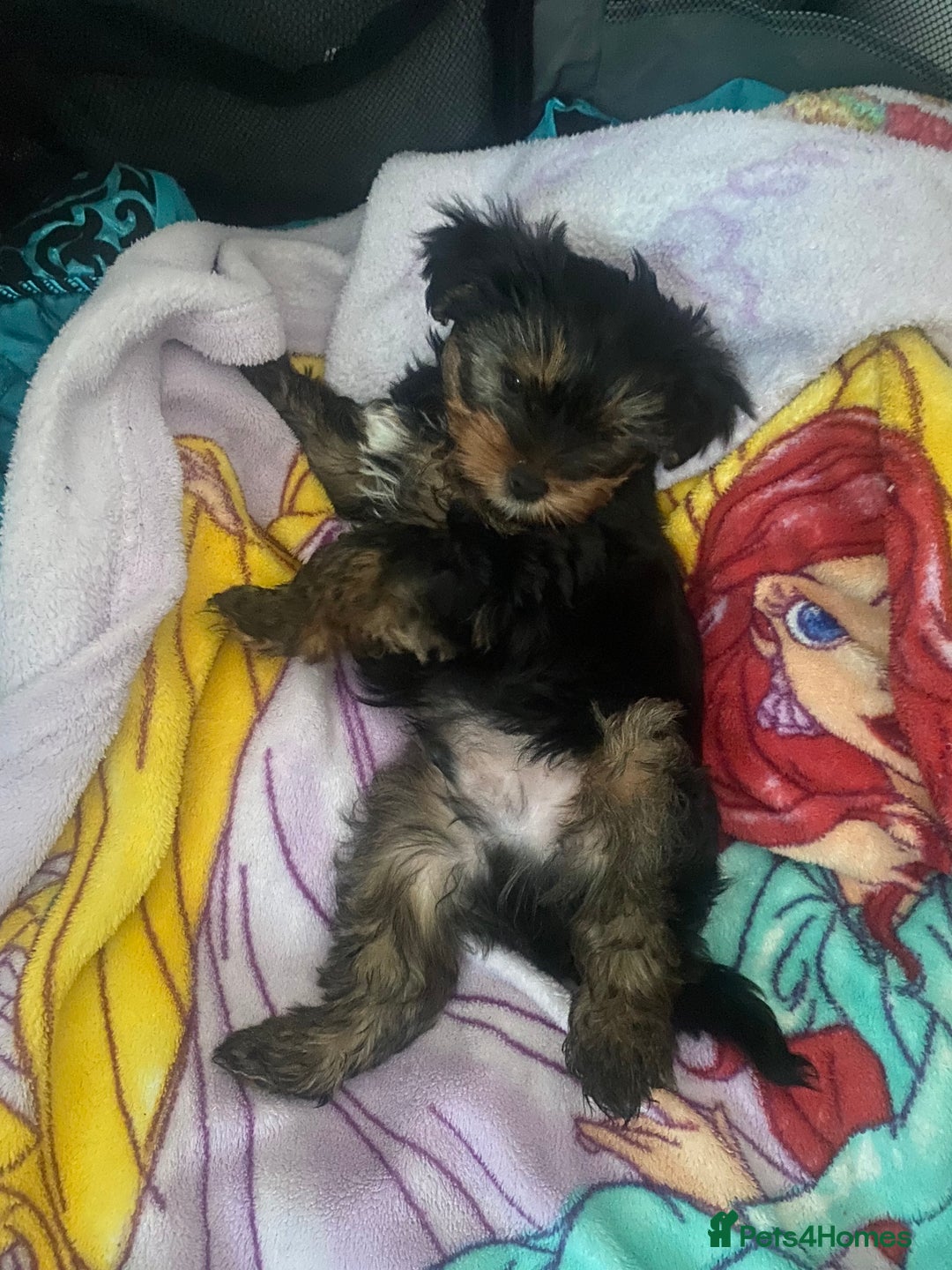 Yorkshire Terrier dogs for sale: Pumpkin really Yorkshire - Advert 4