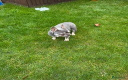 French Bulldog dogs for sale: FRENCH BULLDOGS  - Advert 3