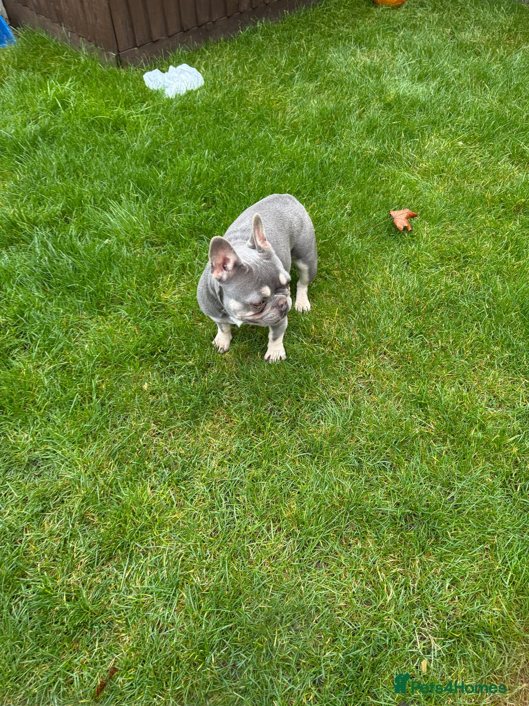 French Bulldog dogs for sale: FRENCH BULLDOGS  - Advert 3