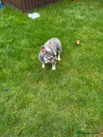 French Bulldog dogs FRENCH BULLDOGS - Advert 7