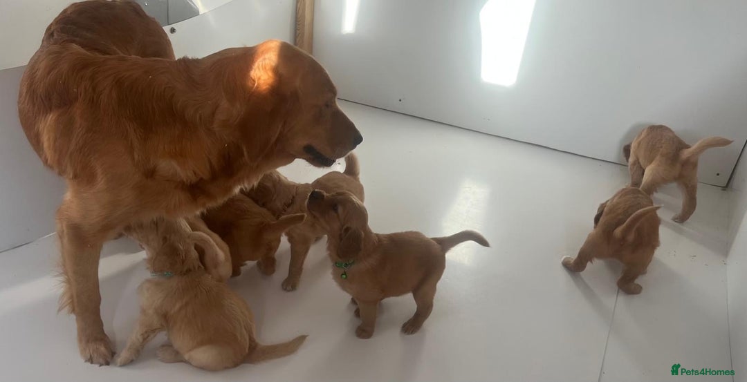 Goldendoodle dogs for sale: These will be stunning adults. Real head turners. - Advert 24