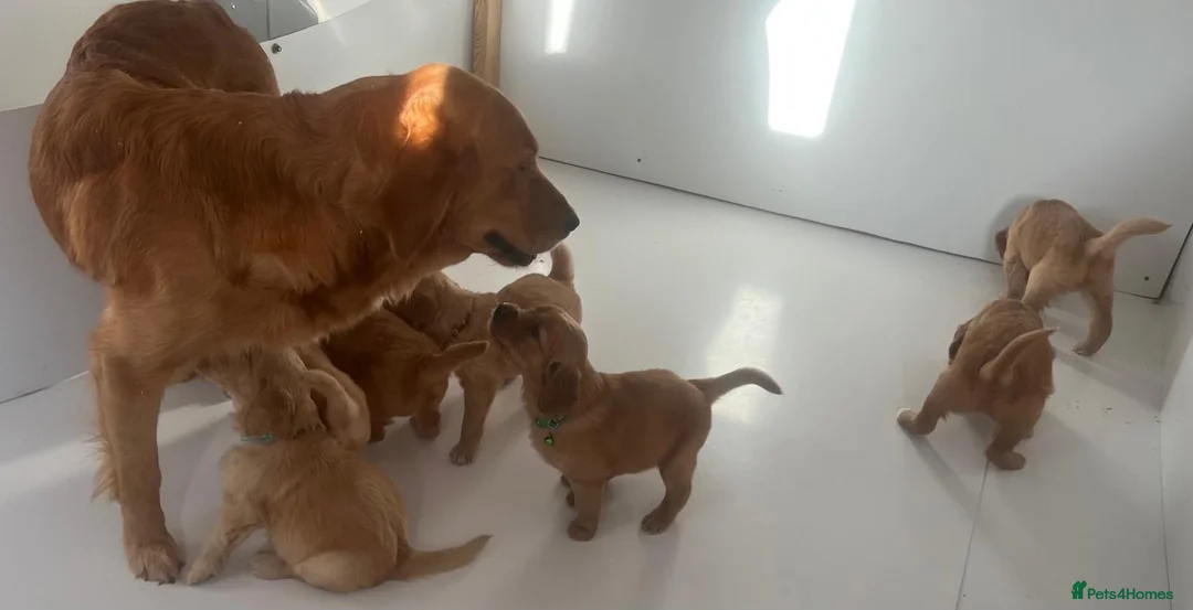 Goldendoodle dogs for sale: These will be stunning adults. Real head turners. - Advert 28