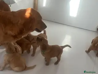 Goldendoodle dogs “OAKWELL RETRIEVERS” INSTAGRAM - Advert 21