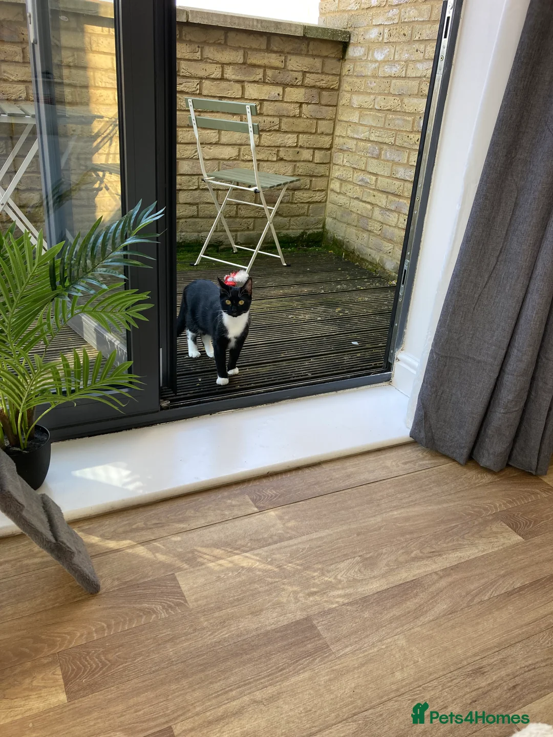 Domestic Shorthair cats for sale: urgent! Please don’t scroll past us :( 2yo sisters - Advert 6