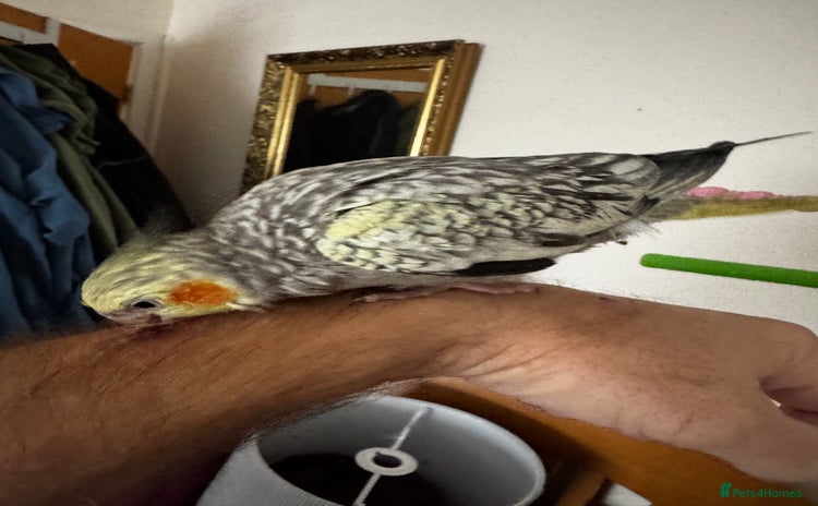 Cockatiels birds - Advert 1