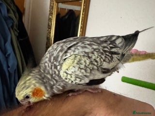 Cockatiels birds 2 female cockatiels DNA tested - Advert 2