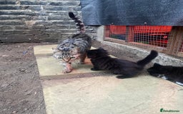 Neva Masquerade cats for sale: Sweet bengal x kittens  - Image 10