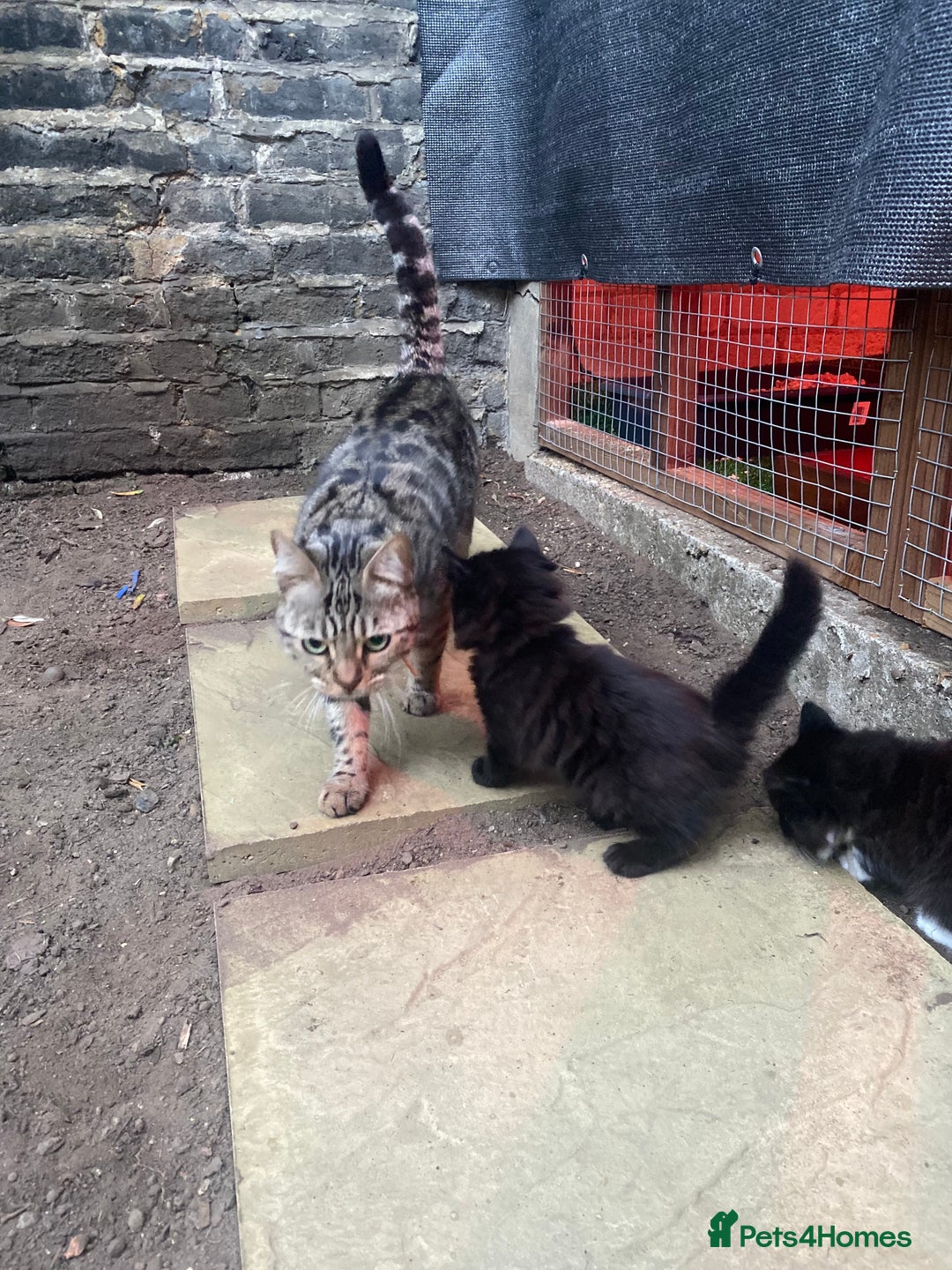 Neva Masquerade cats for sale: Sweet bengal x kittens  - Image 10