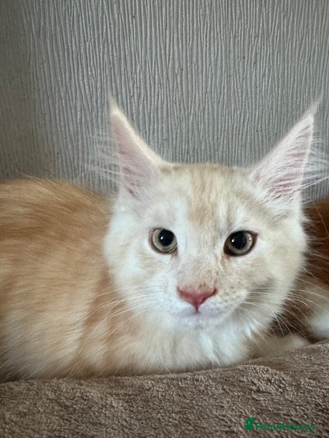 Maine Coon cats for sale: Ready now Maine Coon large Boys GCCF - Image 9