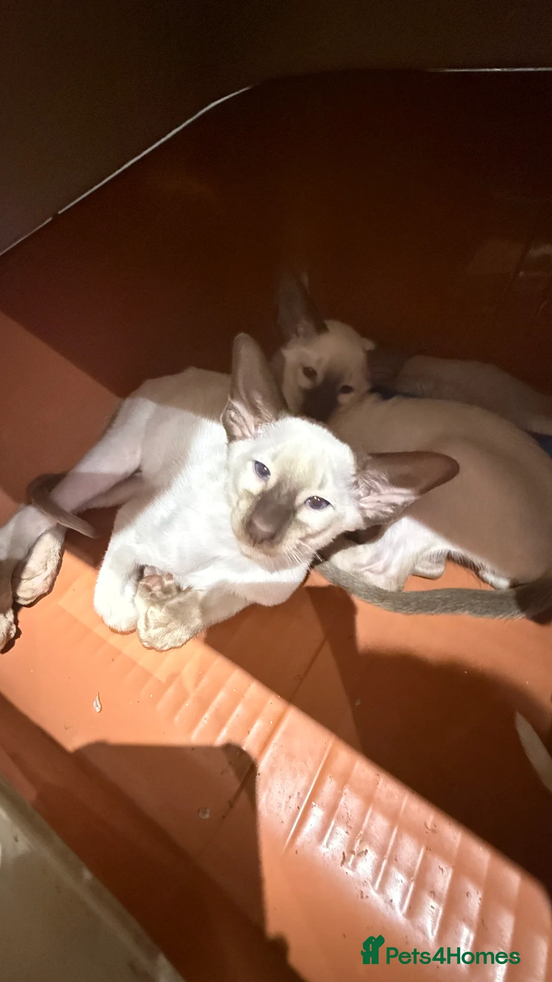 Siamese cats for sale: GCCF registered Siamese Boys - Advert 14