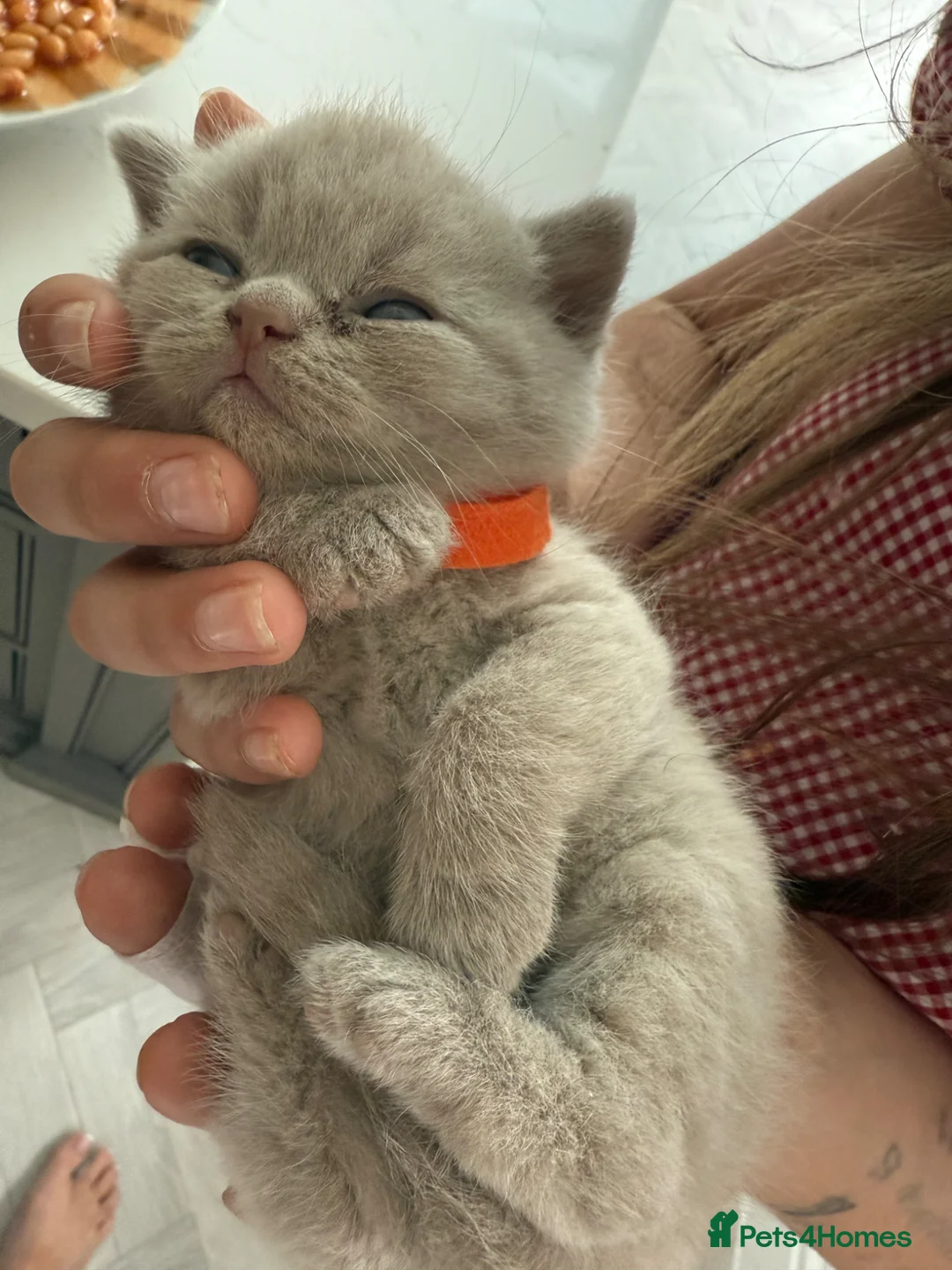 British Shorthair cats for sale: British shorthair boys cream/lilac  - Advert 2