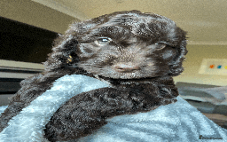 Cockapoo dogs for sale: Beautiful Thick coated Fluffy F1 Toy Cockapoo pups - Advert 28