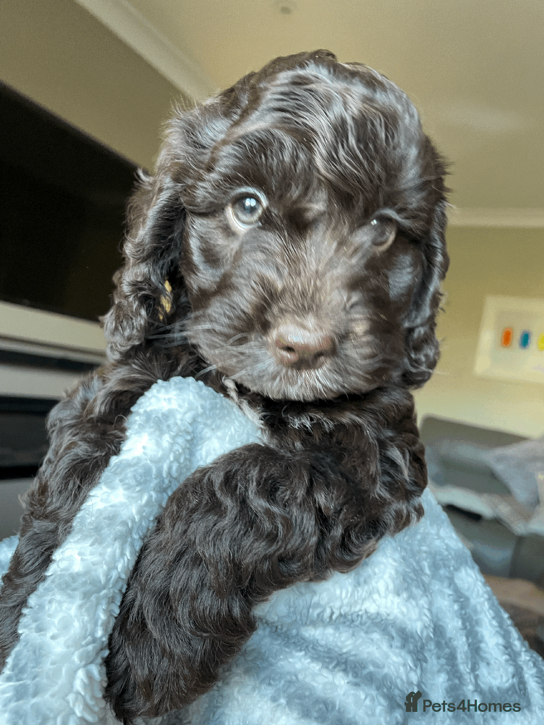 Cockapoo dogs for sale: Beautiful Thick coated Fluffy F1 Toy Cockapoo pups - Advert 28