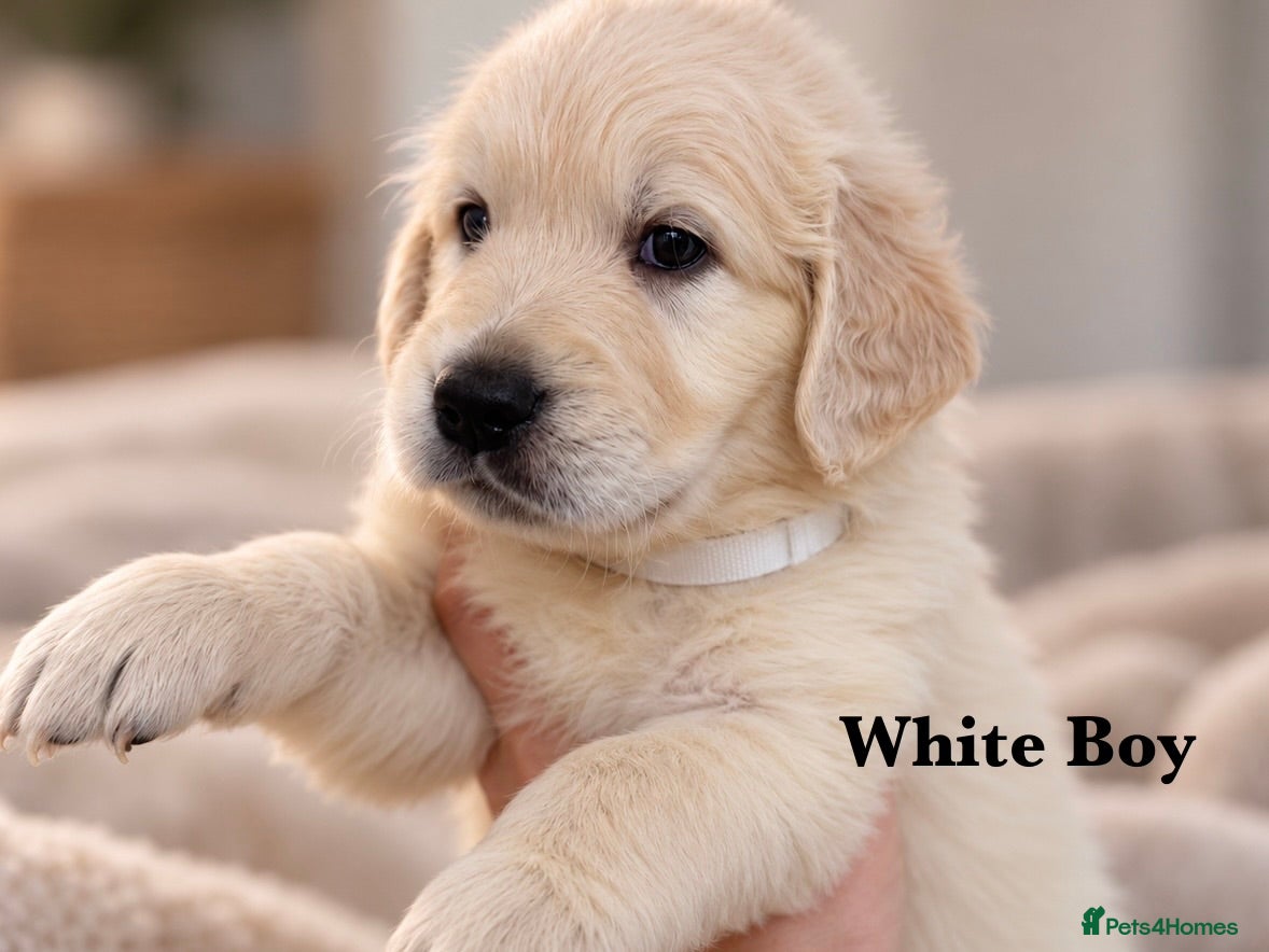 Golden Retriever dogs for sale: Champion line puppies 🏆 - Advert 2
